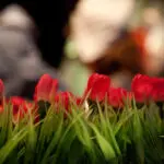 Thumbnail of 