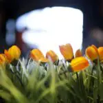 Thumbnail of http://img